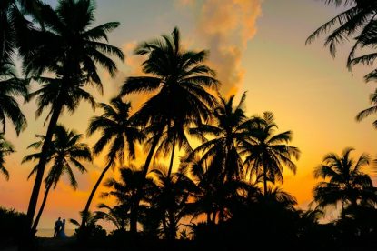 How Much Do Palm Trees Cost?