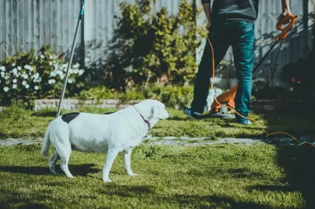 Be sure to use dog safe weed killer when your pets are around