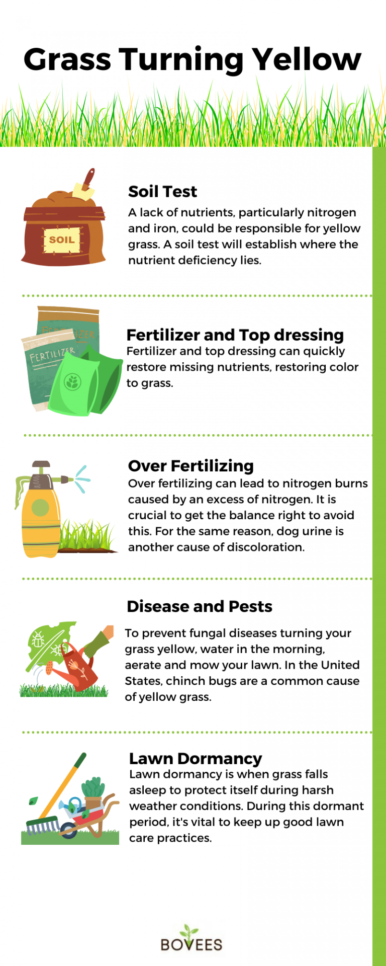 Why Is My Grass Turning Yellow And How To Fix It