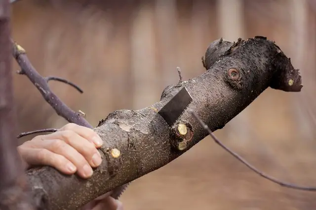 It is now understood that woody plants will not rot, and tree health will not suffer if not covered with latex paint after pruning work.