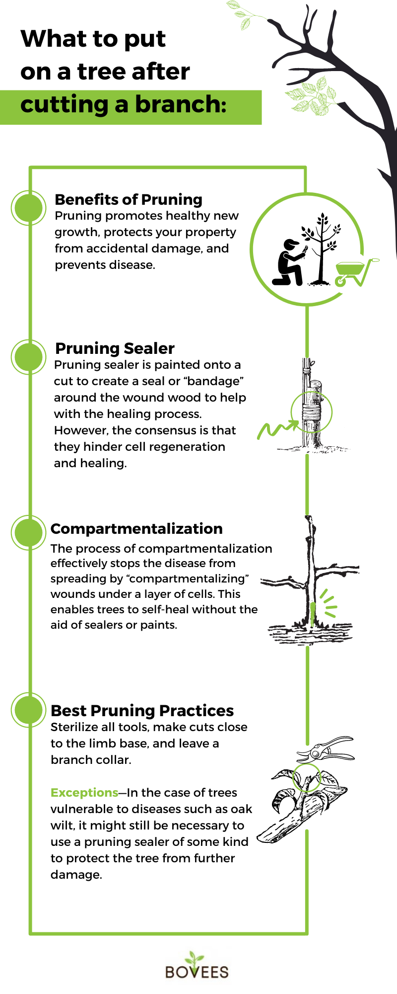 What To Put On A Tree After Cutting A Branch Wound Sealer   What To Put On Tree After Cutting Branch Infographic 