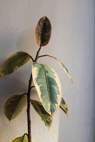 picture of ficus tineke