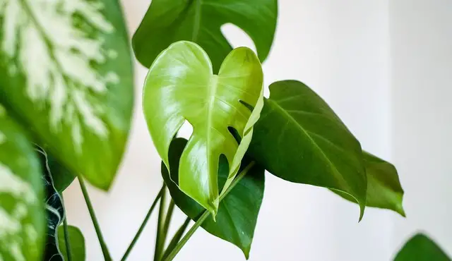 Green foliage on a white background