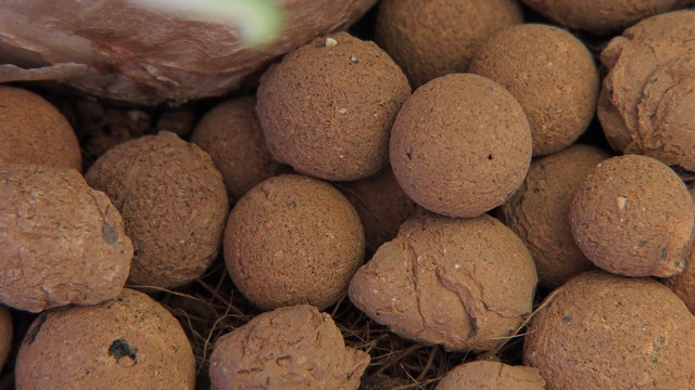 picture of some expanded clay pebbles