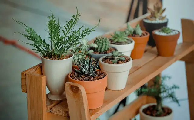 potted plants on a shelf containing expanded clay pellets