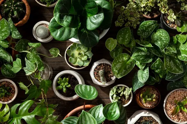 image of some leca balls in pots with plants