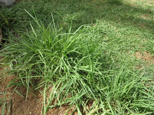 bermuda grass vs crabgrass, showing the difference between them