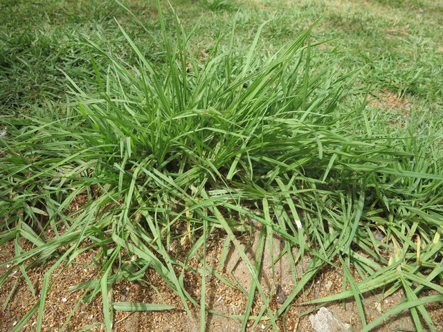 crabgrass at the edge of flower beds