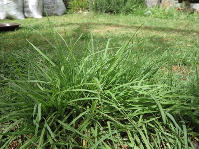 showing how crabgrass is not a desirable turf