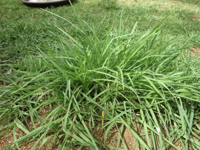 crabgrass in an otherwise attractive bermuda grass lawn