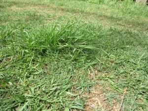 Bermuda Grass Vs Crabgrass - What's The Difference?