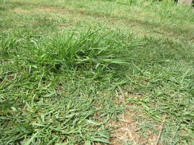 a patch of crabgrass in a bermuda grass lawn
