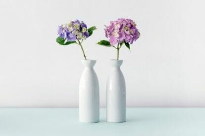 Cut Hydrangea Care — How To Keep Hydrangeas Alive In A Vase