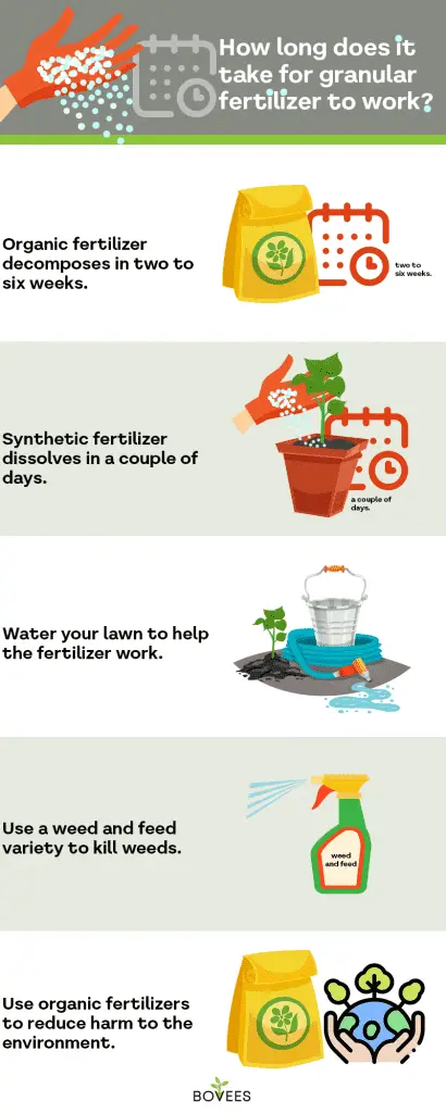 Ensure that too much rain does not wash away the fertilizer, the plant needs these nutrients to survive