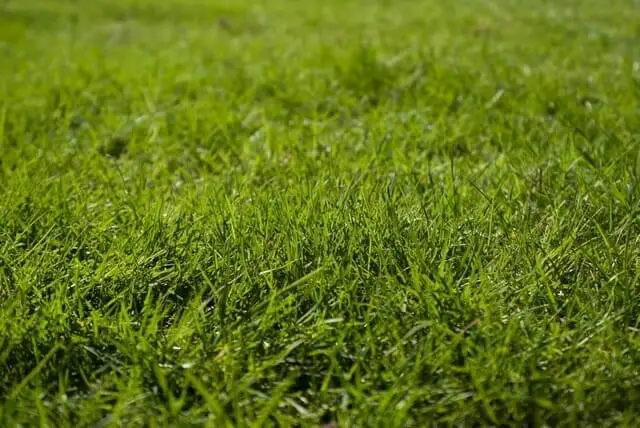 Green grass lawn