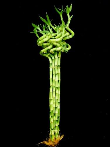 10 Stalks (1 Bundle) of 24 Inches Spiral Lucky Bamboo (About 32 Inches from Bottom to Top) for Feng Shui or Gifts Sold by JM Bamboo 10 Stalks (1 Bundle) of 24 Inches Spiral Lucky Bamboo (About 32 Inches from Bottom to Top) for Feng Shui or Gifts Sold by JM Bamboo
