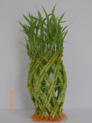 Pineapple lucky bamboo Pineapple lucky bamboo